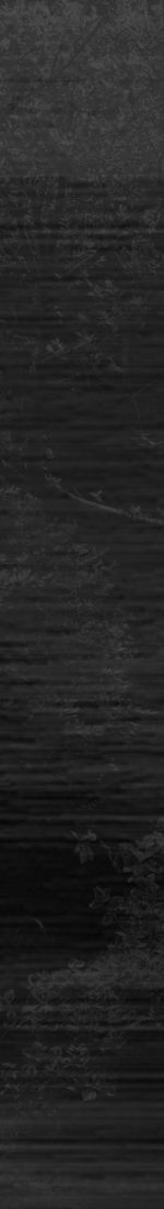 Dry plant on sandy surface.